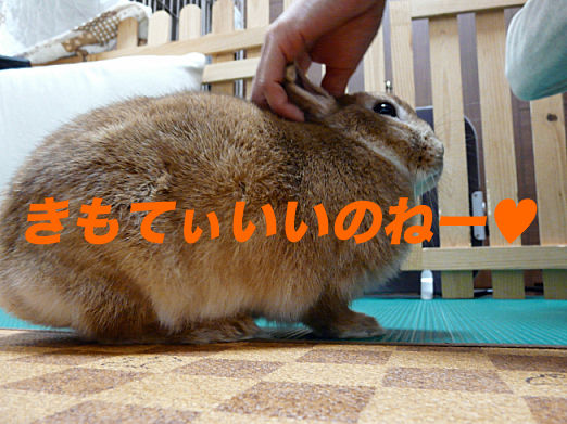 P1160330のコピー
