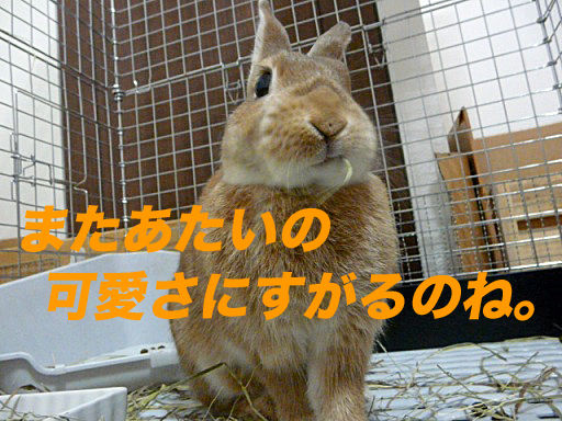 P1140812のコピ
