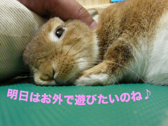 P1030610のコピー
