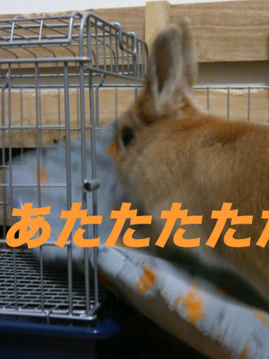 P1150124のコピ