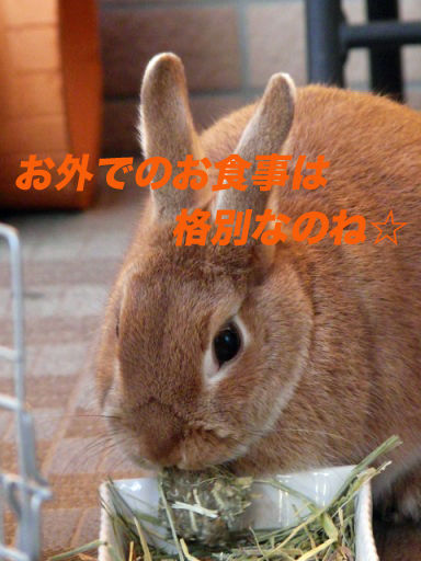P1140968のコピ