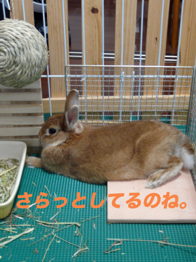 P1100699のコピー