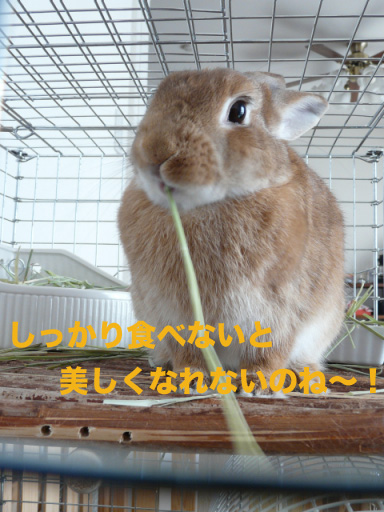P1090108のコピー