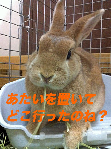 IMG_5561のコピ