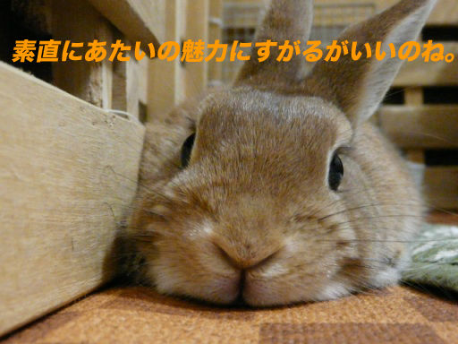 P1140702のコピ