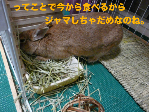 P1080957のコピー