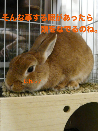 P1090887のコピー