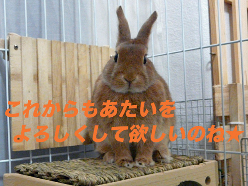 P1110477のコピー