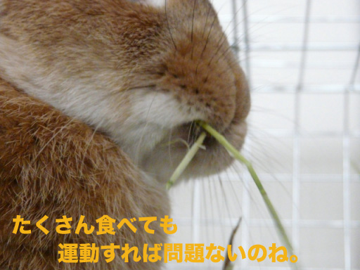 P1090106のコピー