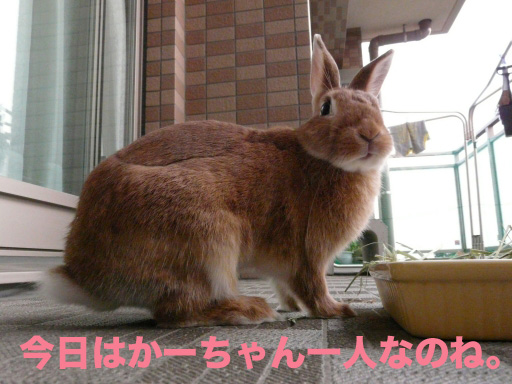 P1050177のコピー