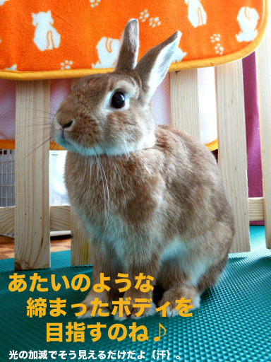 P1090103のコピー