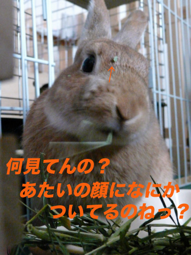 P1100281のコピー