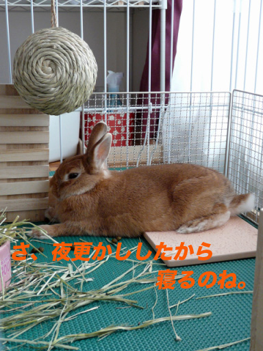 P1100756のコピー