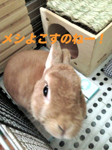 17のコピー