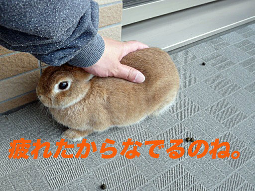 P1150411のコピー