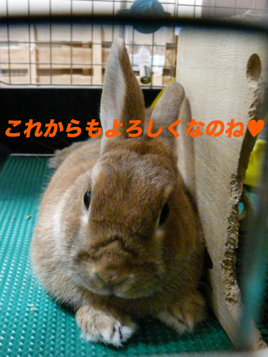 P1100763のコピー
