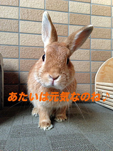 40のコピー