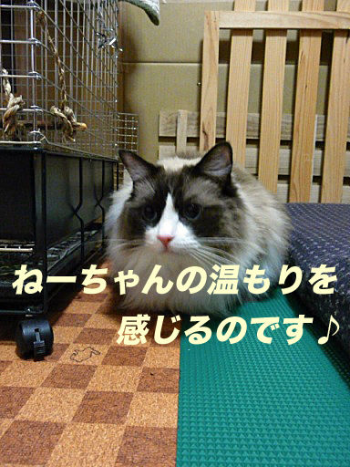 P1150337のコピ
