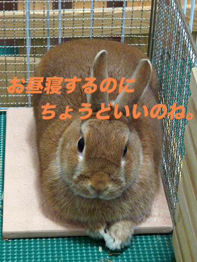P1100697のコピー