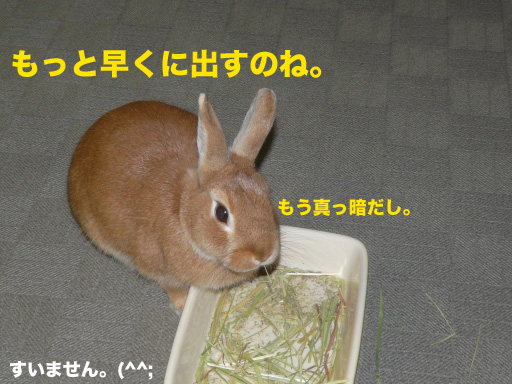 P1070163のコピー
