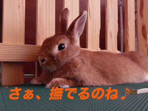 P1110762のコピー