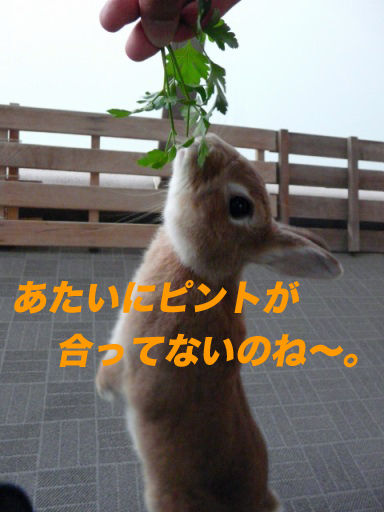 P1140837のコピ