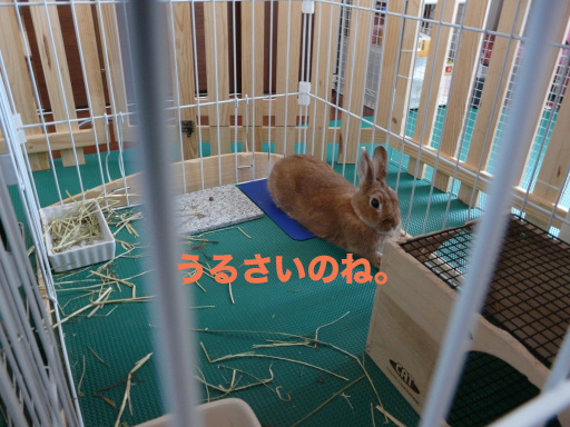 P1060068のコピー