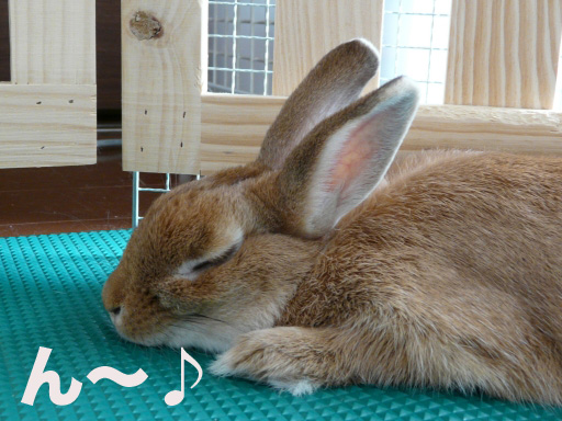 P1050900のコピー