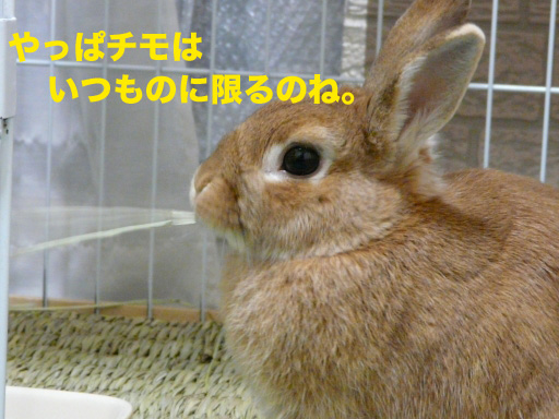 P1080458のコピー