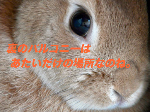 P1140769のコピ