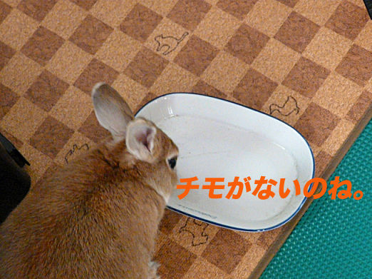 P1160158のコピー