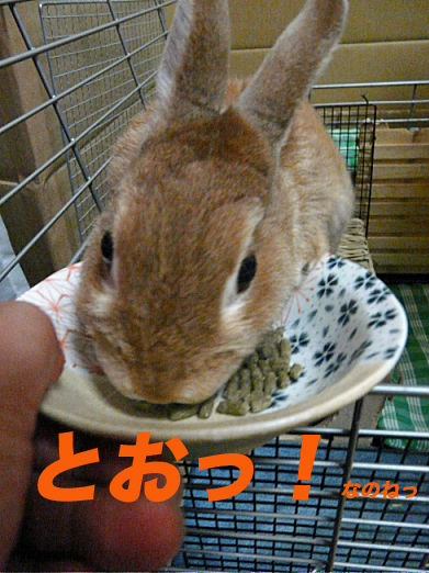 P1150992のコピー