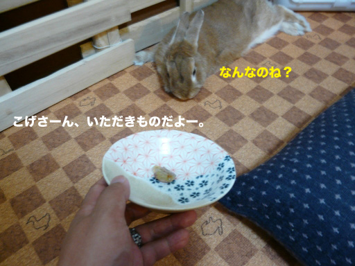 P1060663のコピー