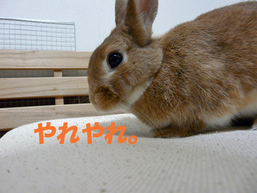 P1110404のコピー
