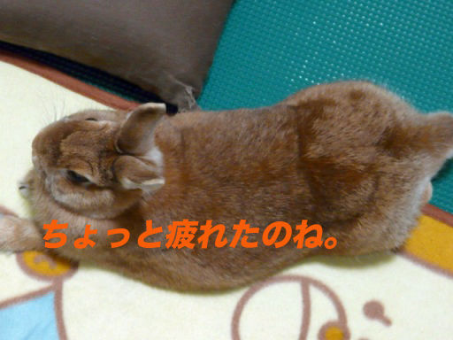 P1150173のコピ