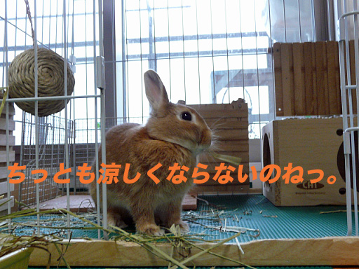 P1110409のコピー