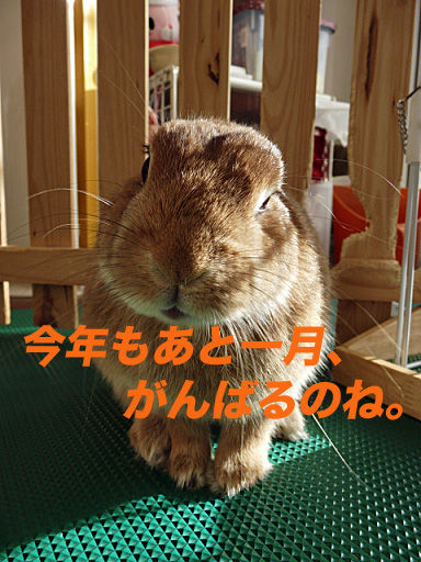 P1120738のコピー