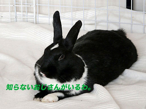 P1140574のコピ