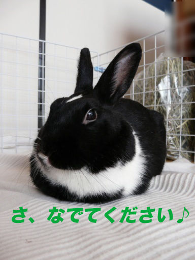 P1140565のコピ
