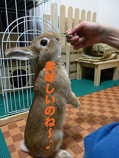 P1120220のコピー