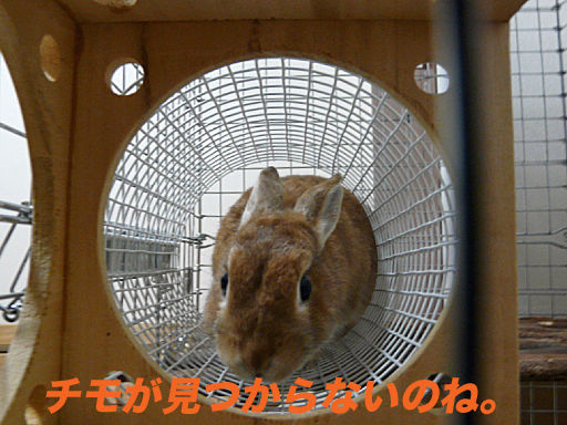 P1120159のコピー