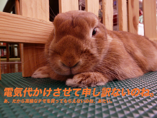 P1110300のコピー