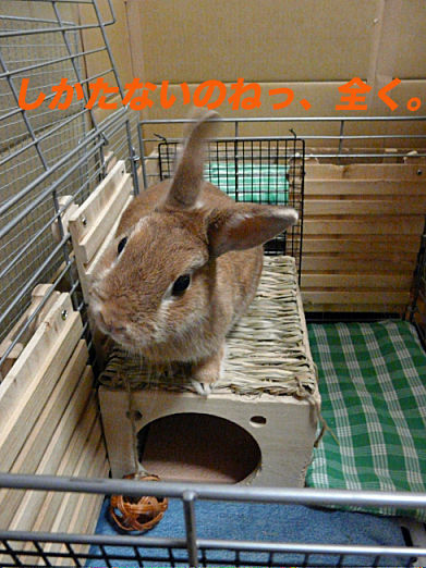 P1150991のコピー
