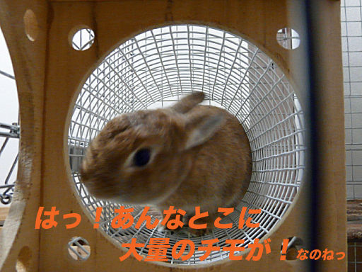 P1120160のコピー