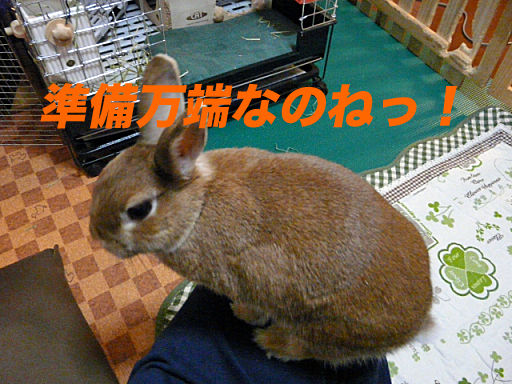 P1130744のコピー