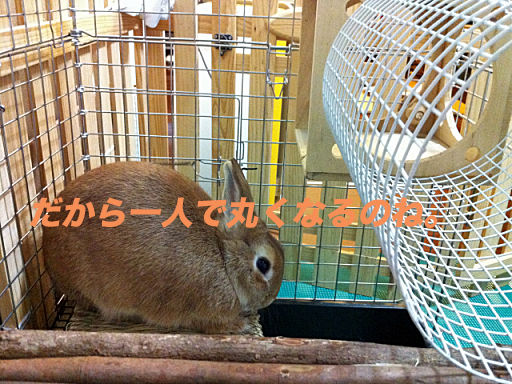 IMG_2723のコピー