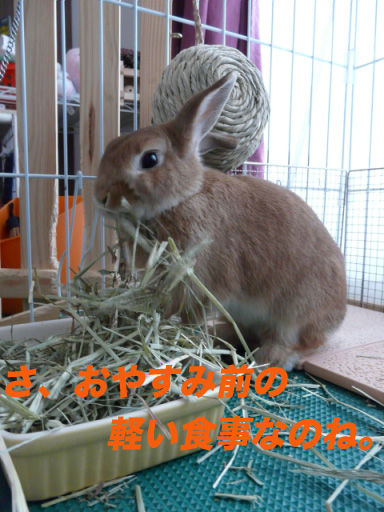 P1110827のコピー