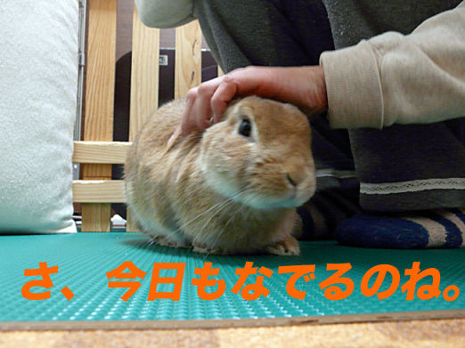 P1160315のコピー