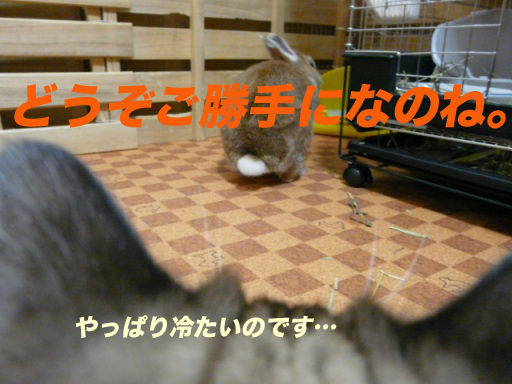 P1150183のコピ