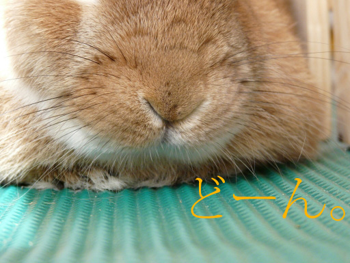 P1080981のコピー
